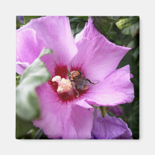 Bumblebee op Hibiscus Flower Magneet