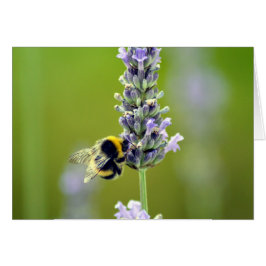 Bumblebee op Lavender