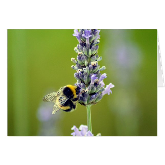 Bumblebee op Lavender (Voorkant Horizontaal)