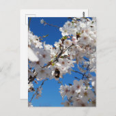 Bumblebee op wilde kersenbloei briefkaart (Voorkant / Achterkant)