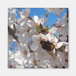 Bumblebee op wilde kersenbloei magneet
