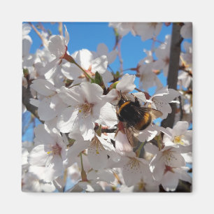 Bumblebee op wilde kersenbloei magneet