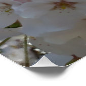 Bumblebee op wilde kersenbloei perfect poster (Hoek)