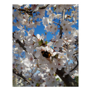 Bumblebee op wilde kersenbloei perfect poster