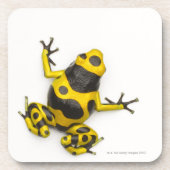 Bumblebee Poison Dart Frog Bier Onderzetter (Voorkant)