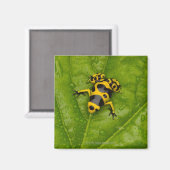 Bumblebee Poison Dart Frog Magneet (Voorkant / Achterkant)