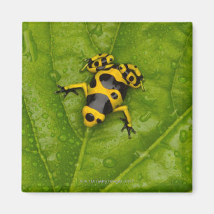 Bumblebee Poison Dart Frog Magneet