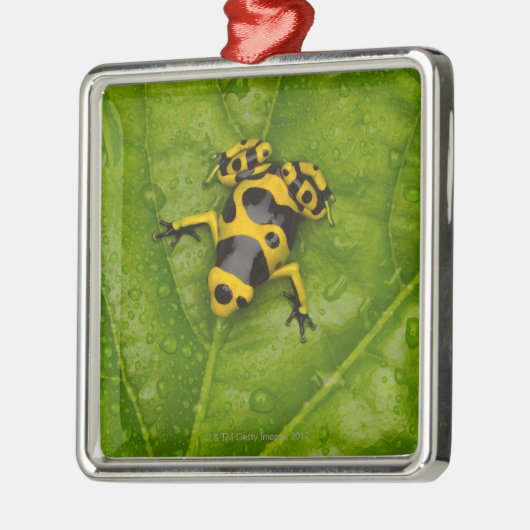 Bumblebee Poison Dart Frog Metalen Ornament (Links)