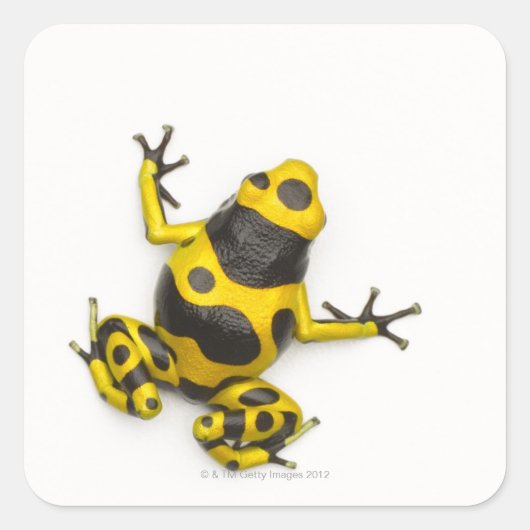 Bumblebee Poison Dart Frog Vierkante Sticker (Voorkant)