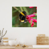 Bumblebee Poster (Keuken)