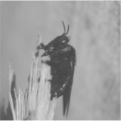 Bumblebee Sticker (Voorkant)