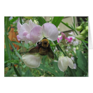 Bumblebee sur le pois doux
