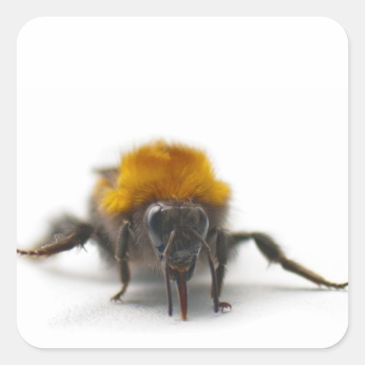 Bumblebee Vierkante Sticker (Voorkant)