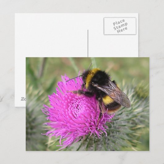 BumblebeenBriefkaart Briefkaart (Voorkant / Achterkant)