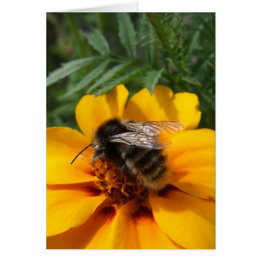 Bumblebeenkaart (Voorkant)
