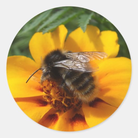 BumblebeenStickers Ronde Sticker (Voorkant)