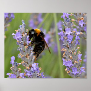 Bumblebeenvoer op lavenderbloemen poster