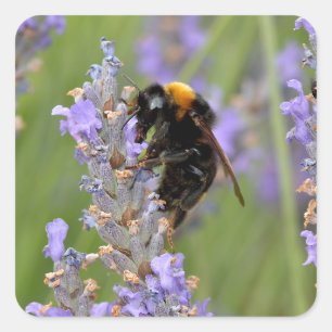 Bumblebeenvoer op lavenderbloemen vierkante sticker