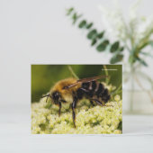 Bumblebei op bloeiende wortel briefkaart (Staand voorkant)