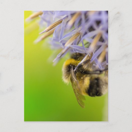 Bumblebei op een bloem briefkaart (Voorkant)