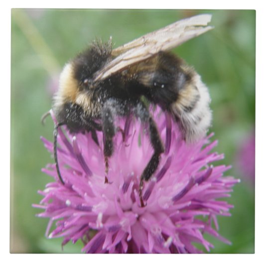 Bumblebei op een Thistle Tile Tegeltje (Voorkant)