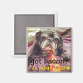 Bumblesnot aimant : a du bacon ? (Recto/Verso)