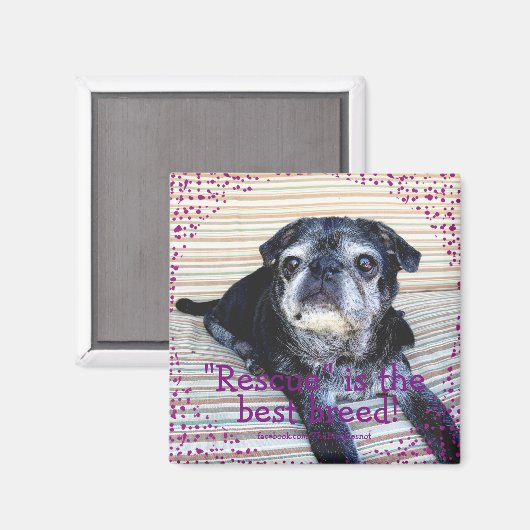 Bumblesnot aimant : "Secourt" est la meilleure rac (Recto/Verso)