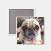 Bumblesnot magneet: De Itsy Pug Magneet (Voorkant / Achterkant)