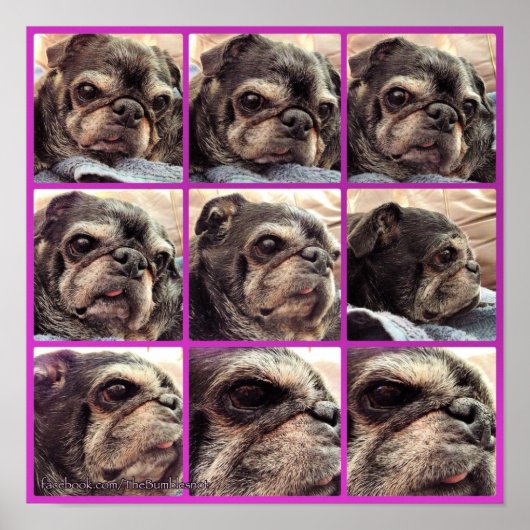 Bumblesnot Poster: Shades of Bumble Poster (Voorkant)