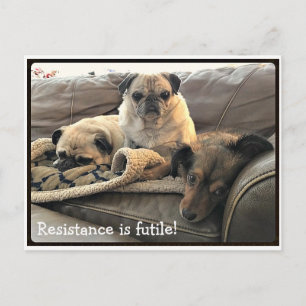 Bumblesnot: Resistentie is briefkaart van Futile