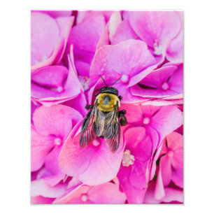 Bummerd bier op hydrangea foto afdruk