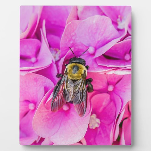 Bummerd bier op hydrangea fotoplaat (Voorkant)