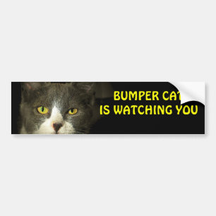 Bumper Cat kijkt naar je 3 Bumpersticker