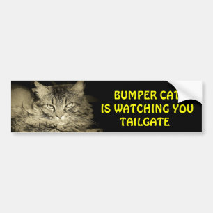 Bumper Cat kijkt naar TAILGATE 24 Bumpersticker
