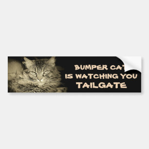 Bumper Cat kijkt naar TAILGATE 34 Grijze schaduwen Bumpersticker