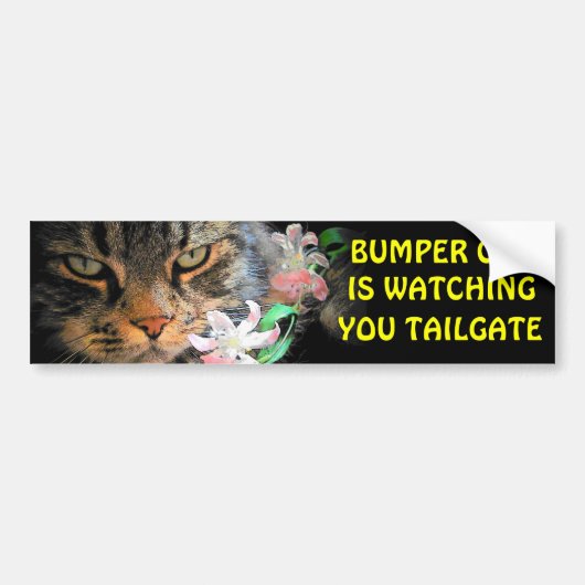Bumper Cat kijkt naar You Meme TAILGATE 3 Bumpersticker (Voorkant)