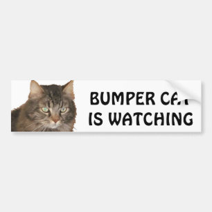 Bumper Cat volgt Bumpersticker