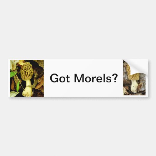 Bumpersticker met Morel Mushrooms (Voorkant)