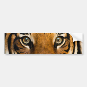 Bumpersticker Siberian Tiger Eyes