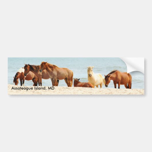 Bumpersticker van het eiland Assateague (Voorkant)