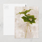 Bunch Berry - Wild Dogwood Briefkaart (Voorkant / Achterkant)