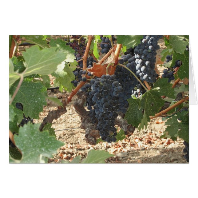 Bunch of Grapes (Voorkant Horizontaal)