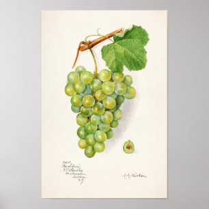 Bunch of Green Grapes Fruit Waterverf Painting Poster