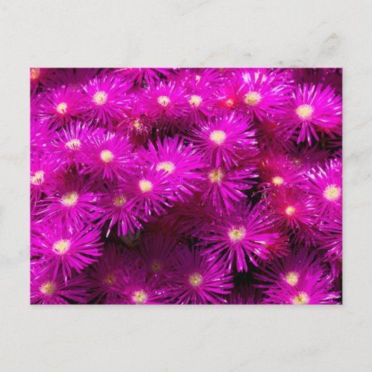 Bunch of Pink Aster Flowers Briefkaart (Voorkant)