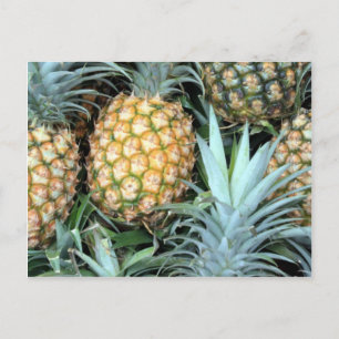 Bunch of Tropical Hawaiian Pineapples Briefkaart
