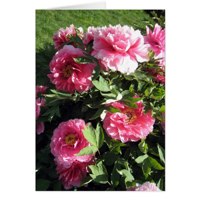 Bunch van roze pony's (Voorkant)