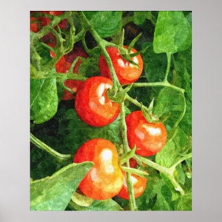 Bunch van tomaten poster