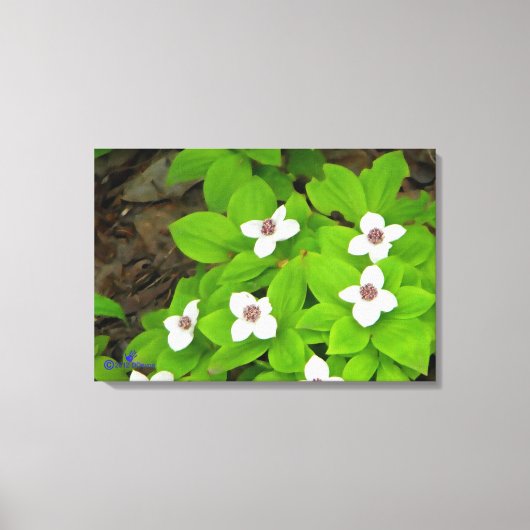 Bunchberry Canvas Afdruk (Voorkant)