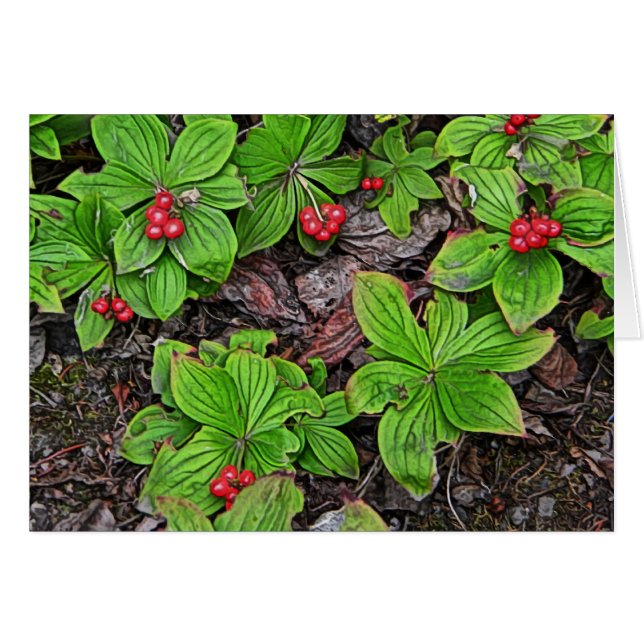 Bunchberry met bessen (Voorkant Horizontaal)