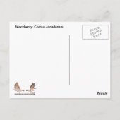 Bunchberry met bessen briefkaart (Achterkant)